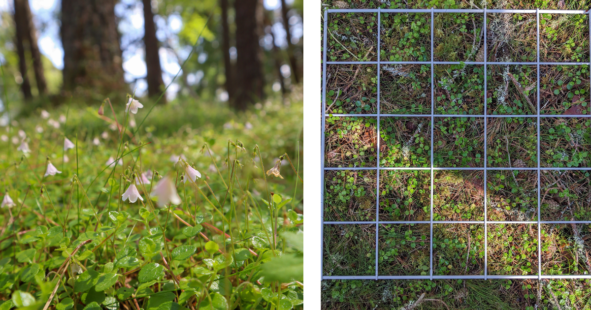 Twinflower combo 2